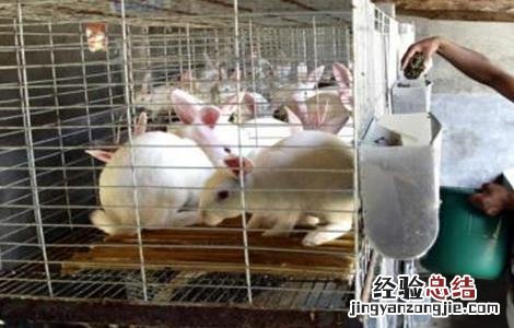 獭兔的养殖技术和管理 獭兔的养殖技术