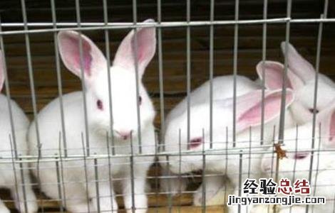 獭兔的养殖技术和管理 獭兔的养殖技术