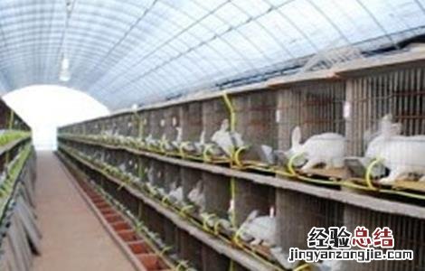 兔子养殖中暑怎么办 宠物兔中暑了怎么办