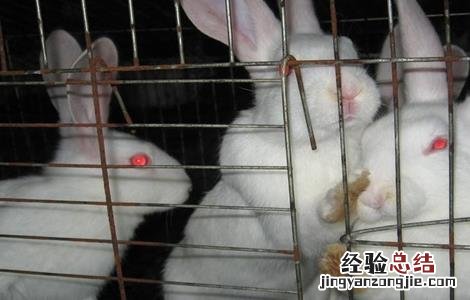 兔子养殖中暑怎么办 宠物兔中暑了怎么办