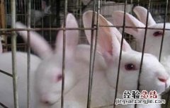 兔子养殖中暑怎么办 宠物兔中暑了怎么办