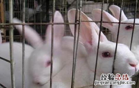兔子养殖中暑怎么办 宠物兔中暑了怎么办
