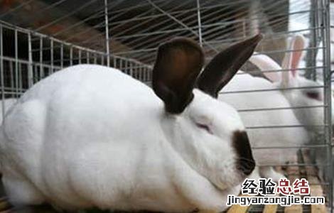 夏季兔子的养殖技术有哪些 夏季兔子的养殖技术