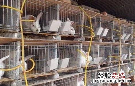 养兔为什么挣不到钱 养兔不赚钱的原因分析