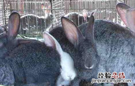养兔为什么挣不到钱 养兔不赚钱的原因分析