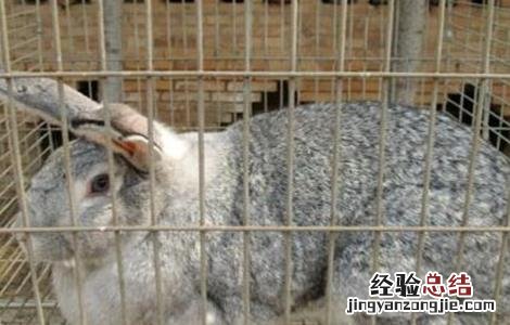 养兔为什么挣不到钱 养兔不赚钱的原因分析