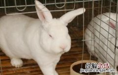 养兔为什么挣不到钱 养兔不赚钱的原因分析