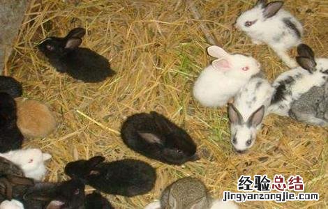 提高幼兔成活率的方法 幼兔成活率高吗