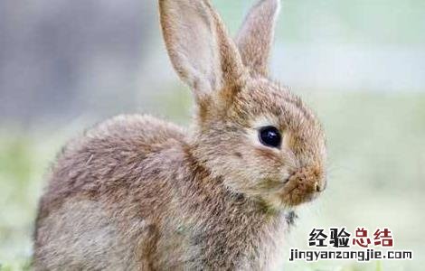提高幼兔成活率的方法 幼兔成活率高吗
