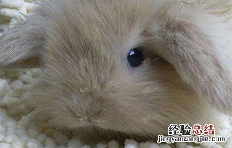 提高幼兔成活率的方法 幼兔成活率高吗