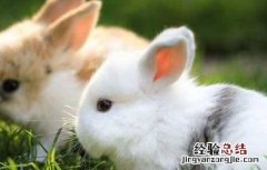 兔子养殖注意事项PPT 兔子养殖的注意事项