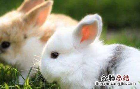 兔子养殖注意事项PPT 兔子养殖的注意事项
