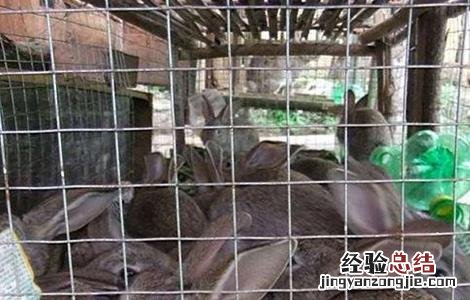 兔子养殖注意事项PPT 兔子养殖的注意事项