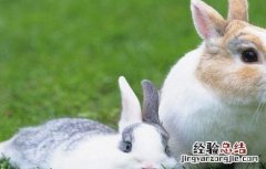 兔子的快速繁殖技术 兔子的快速繁殖技术有哪些