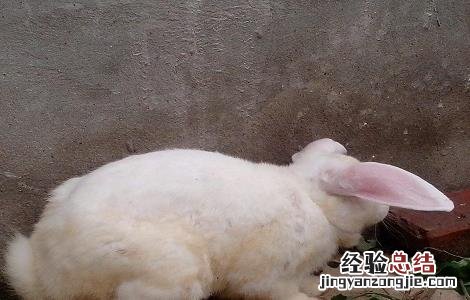 兔子的快速繁殖技术 兔子的快速繁殖技术有哪些