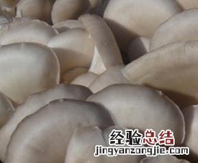 凤尾菇的功效与作用禁忌 凤尾菇的功效与作用