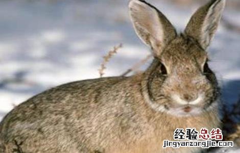 野兔养殖的成本和利润有多少 野兔养殖的成本和利润