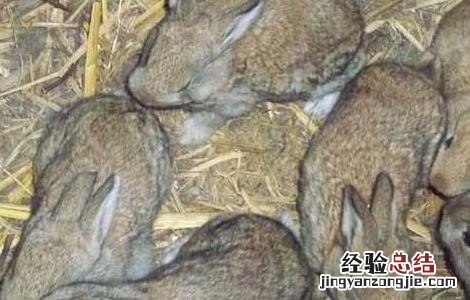 野兔养殖的成本和利润有多少 野兔养殖的成本和利润