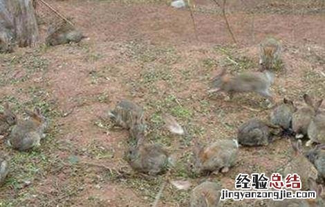 野兔养殖的成本和利润有多少 野兔养殖的成本和利润