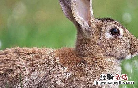 野兔和家养兔的区别 野兔和家兔有什么区别