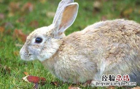 野兔和家养兔的区别 野兔和家兔有什么区别