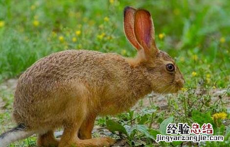 野兔和家养兔的区别 野兔和家兔有什么区别
