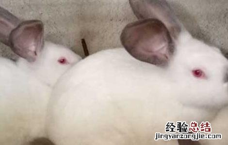 现在农村养兔子赚钱吗 养殖业什么最赚钱农村兔子