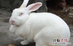 现在农村养兔子赚钱吗 养殖业什么最赚钱农村兔子