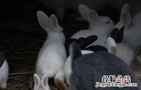兔子怎么分公母