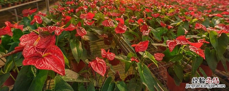 em原露养花使用方法，人工异花传粉步骤