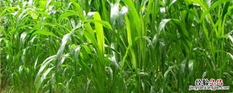 高丹草是多年生还是一年生牧草,高丹草怎样种植
