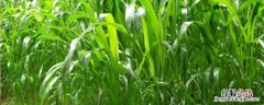 高丹草是多年生还是一年生牧草，高丹草怎样种植