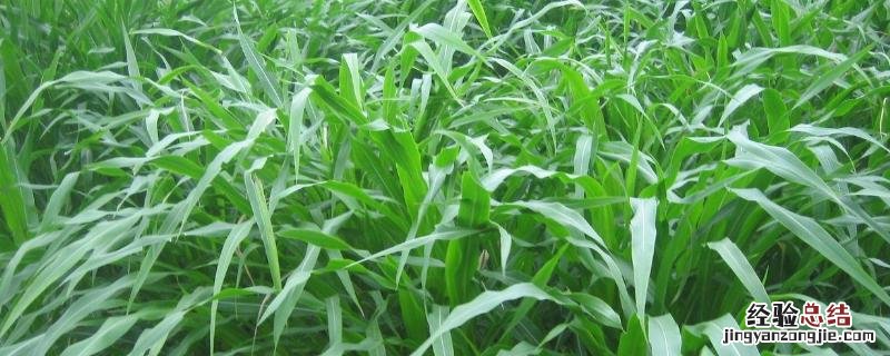 玉米草一亩要多少种子，玉米草种植方法和时间