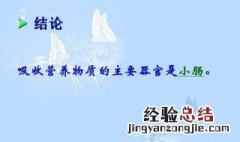 人最重要的吸收器官是什么 人最重要的吸收器官是哪