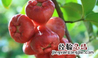 雾莲什么人不适合吃 哪些人不宜吃莲雾