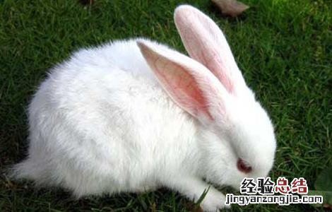 兔子球虫病吃什么药 兔子球虫病吃什么药最好