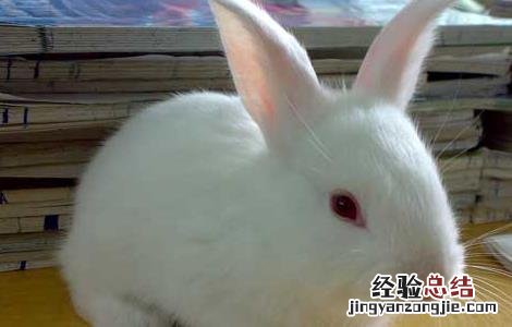 兔子球虫病吃什么药 兔子球虫病吃什么药最好