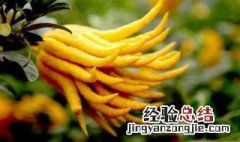 佛手的功效与作用 一起来了解下吧