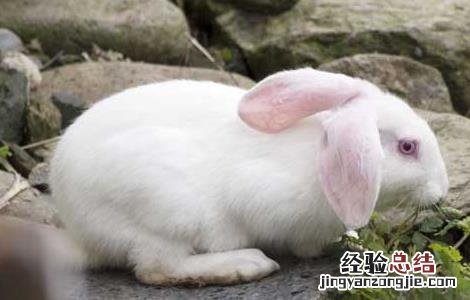 一只兔子的寿命有多长 兔子的寿命有多长