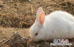 一只兔子的寿命有多长 兔子的寿命有多长