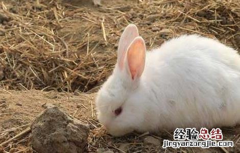 一只兔子的寿命有多长 兔子的寿命有多长