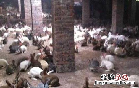 麻兔养殖视频 农村思麻兔养殖技术