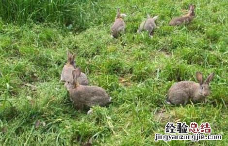 麻兔养殖视频 农村思麻兔养殖技术
