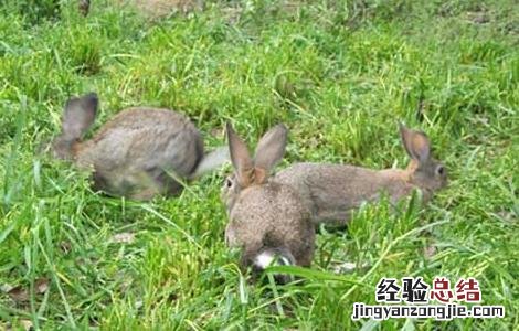 麻兔养殖视频 农村思麻兔养殖技术