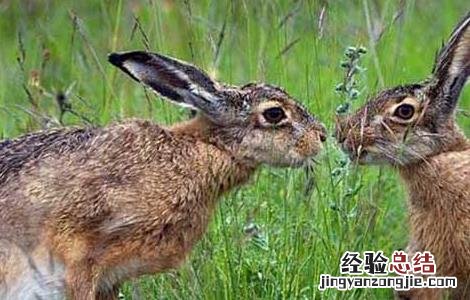 麻兔养殖视频 农村思麻兔养殖技术