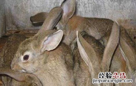 麻兔养殖视频 农村思麻兔养殖技术