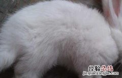 兔球虫病怎么治疗 兔球虫病怎么治疗效果好