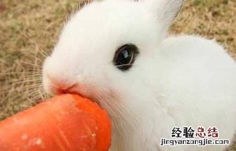 熊猫兔怎么养最好, 需要吃什么 熊猫兔怎么养最好