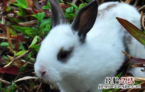 熊猫兔怎么养最好, 需要吃什么 熊猫兔怎么养最好