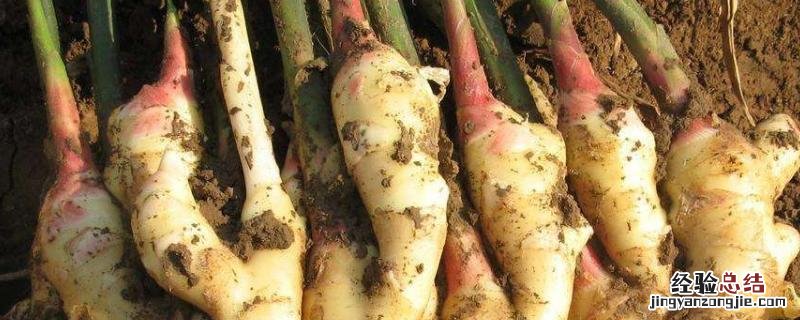生姜的种植方法及栽培技术,如何管理